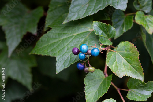 Creeper Ampelopsis heterophylla . Called Porcelain berry, Amur peppervine and Wild grape. Another scientific name is Ampelopsis grandulosa var. brevipedunculata photo