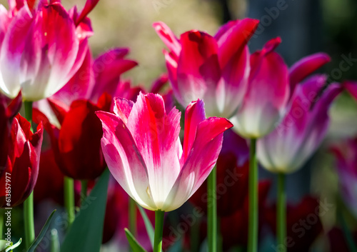 A close up of bright pink and white tulips taken at Butchart Gardens  BC.