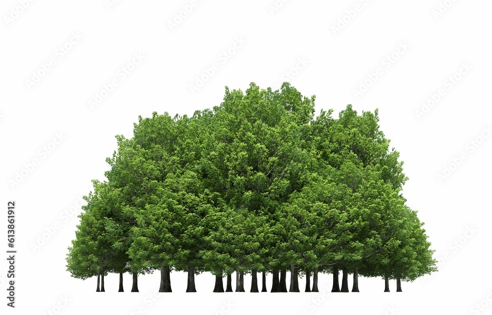 Obraz premium group of trees isolated on a white background, big trees in the forest, 3D illustration, cg render