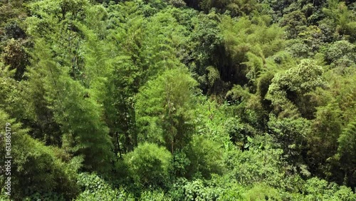 selva del amazonas con árboles