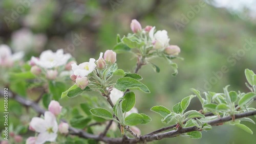 Blossoming branch of an apple tree. Drops of dew or rain on blossoming buds of an apple tree branch.