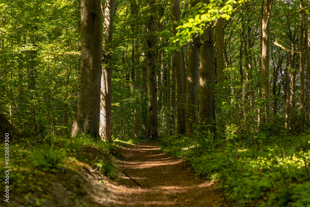 Fototapeta premium Wanderweg Waldweg durch einen Laubwald mit großen alten Bäumen auf Rügen
