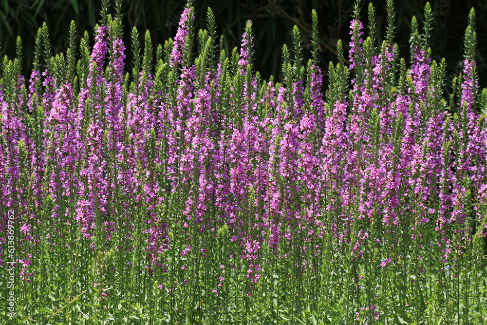 blooming Spiked Loosestrlfe or Purple Lythrum flowers,close-up of purple Lythrum flowers blooming in the garden at sunny day