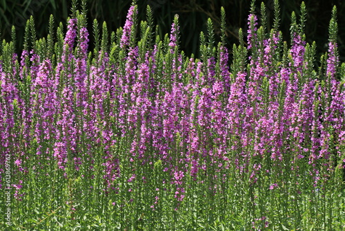 blooming Spiked Loosestrlfe or Purple Lythrum flowers close-up of purple Lythrum flowers blooming in the garden at sunny day