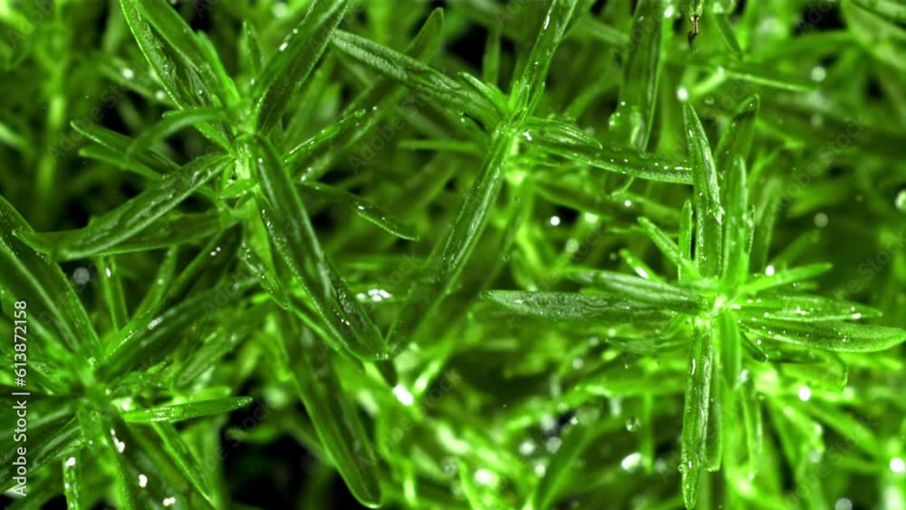 Raindrops fall on rosemary. Filmed is slow motion 1000 fps. High quality FullHD footage Raindrops fall on rosemary. Filmed is slow motion 1000 fps. High quality FullHD footage
