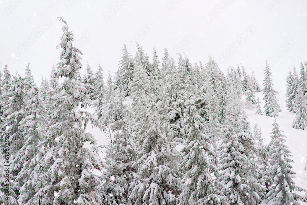 Snow covered trees. Picturesque winter scene. Magical winter forest. Natural landscape with snowdrifts. Happy New Year!