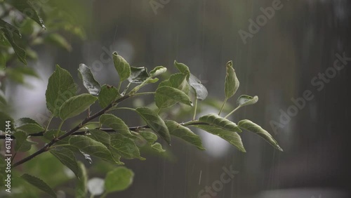 Leaves and flowers of apple tree under the spring rain.