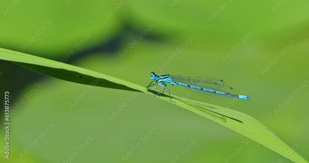 Azure damselfly Azure damselfly