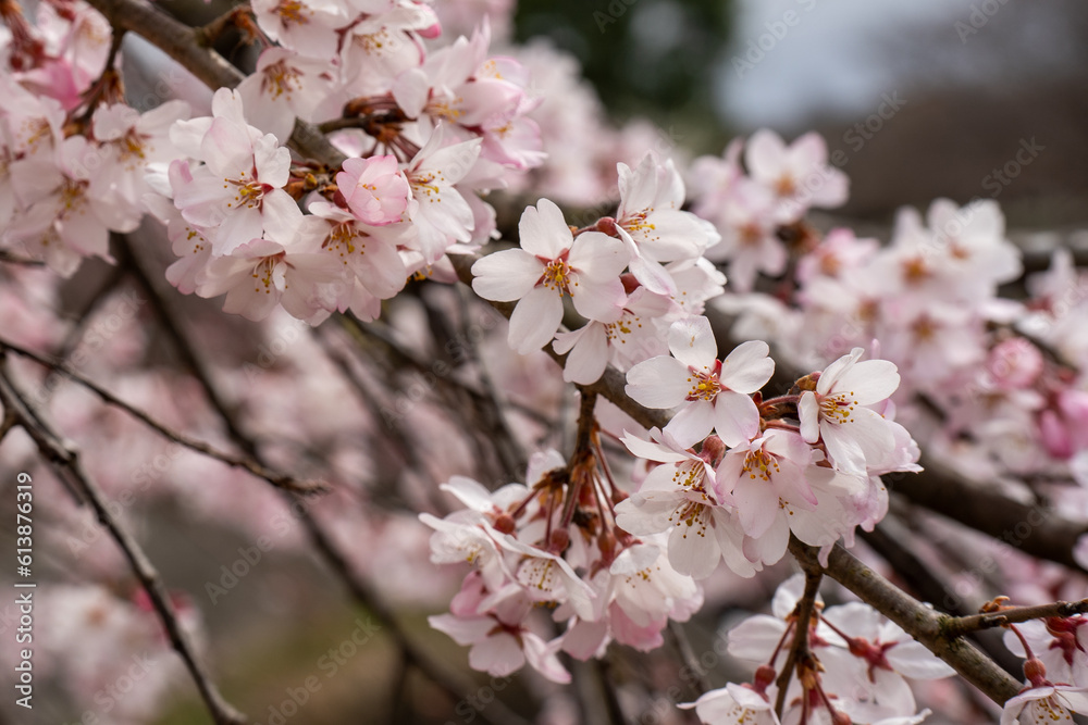 春、満開の桜