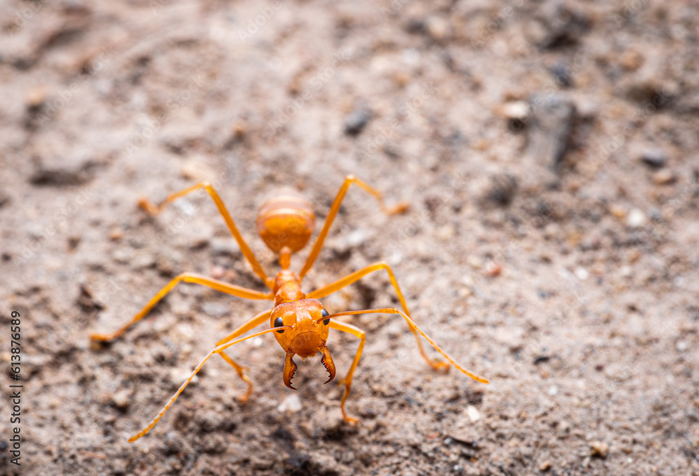 Red ants or Oecophylla smaragdina of the family Formicidae found their nests in nature by wrapping them in leaves. red ant face macro animal or insect life Red ants or Oecophylla smaragdina of the family Formicidae found their nests in nature by wrapping them in leaves. red ant face macro animal or insect life