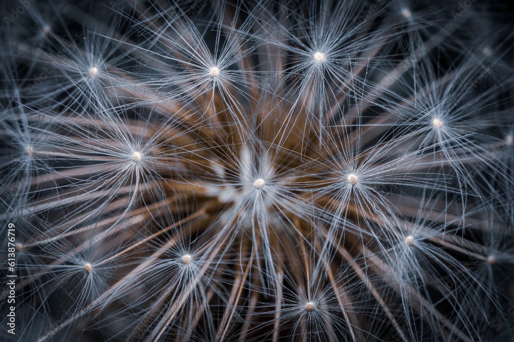 Naklejka premium Artistic image of white dandelion on black background. Extremely close-up and details.