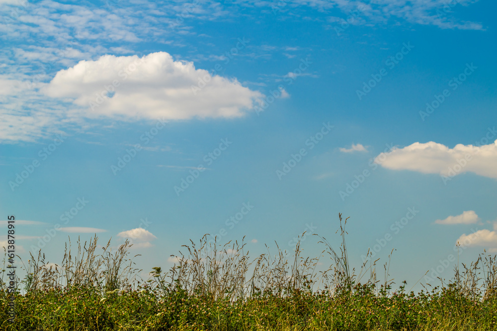 Sommerwiese Boden mit viel Himmel