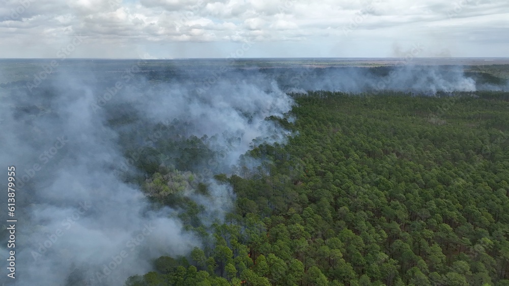 Preventing wildfire with controlled burn of forest landscape to promote sustainable natural environment for wildlife and plants and fight climate change as global temperatures warm