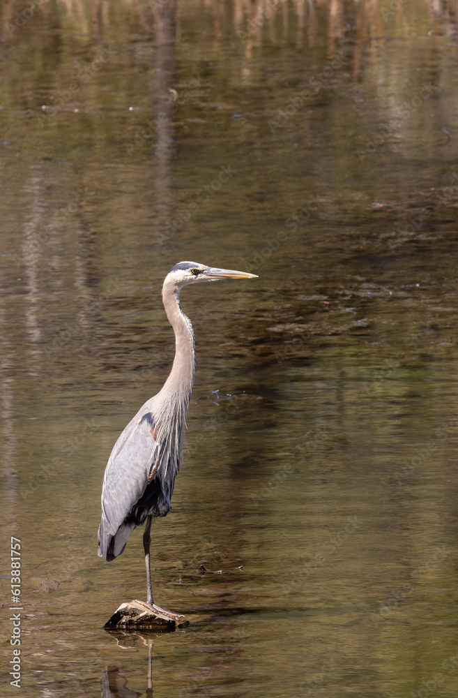 Naklejka premium Great Blue Heron in a Lake in Arizona