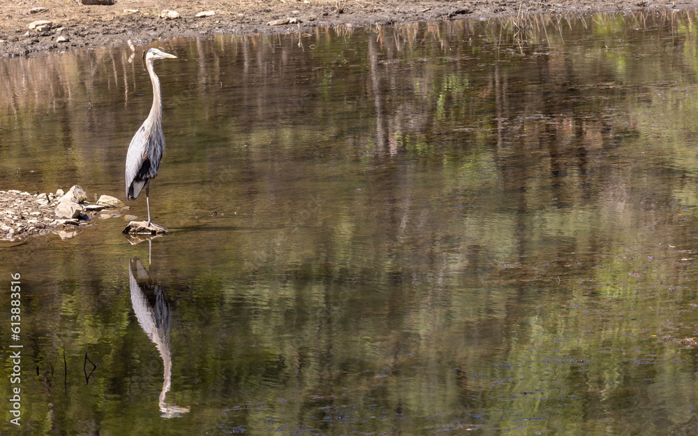 Fototapeta premium Great Blue Heron in a Lake in Arizona