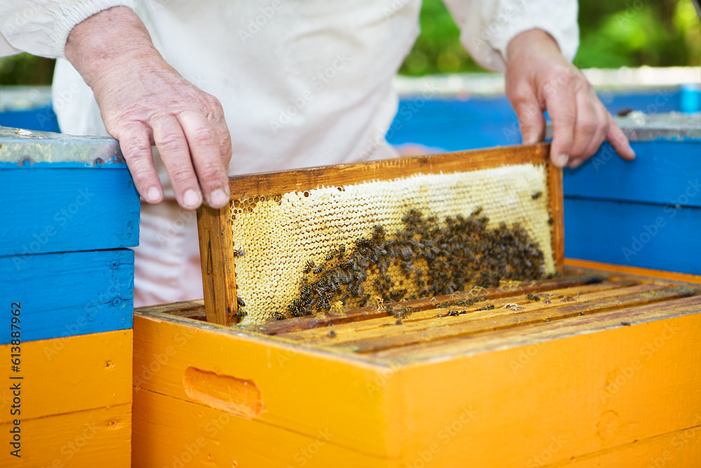 Beekeeper removing honeycomb from beehive. Beekeeper is working with bees and beehives on the apiary. Beekeeping. Apiculture. Organic farming.