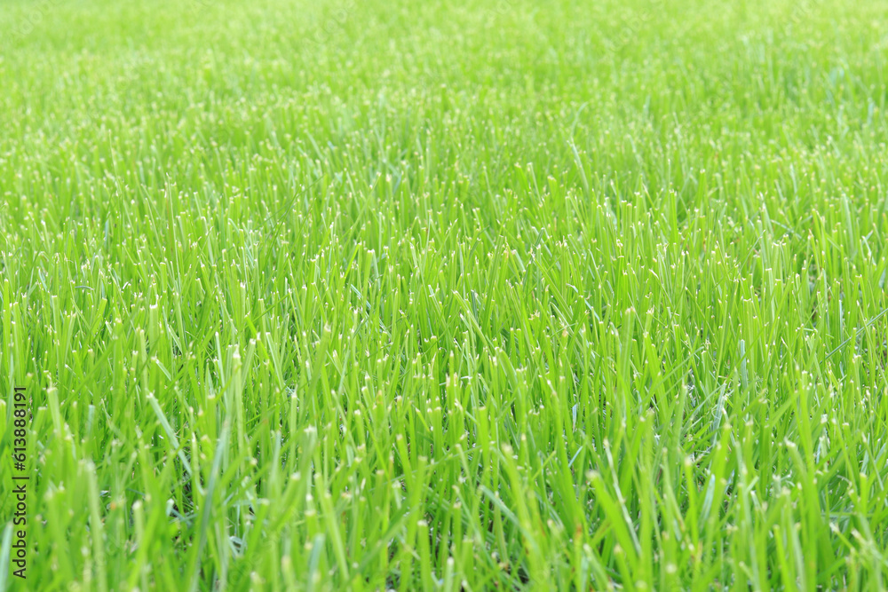 Obraz premium Close-up lawn, cut grass. Close-up of a green lawn on a sunny day. Selective focus. Green grass, natural background