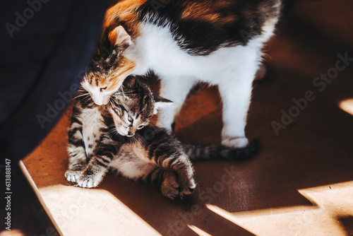 Maman chatte en train de porter son adorable petit chaton tigré gris