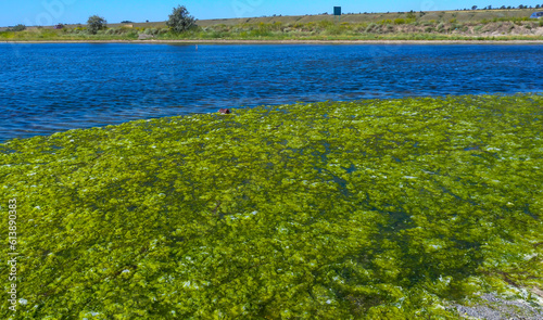 Clusters of green algae Ulva and Enteromorpha in a lake in the lower reaches of the Tiligul estuary, Ukraine