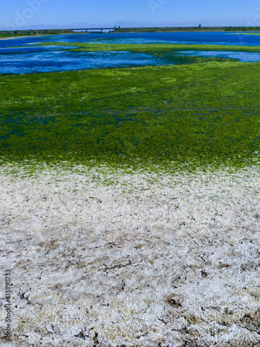 Clusters of green algae Ulva and Enteromorpha in a lake in the lower reaches of the Tiligul estuary, Ukraine photo