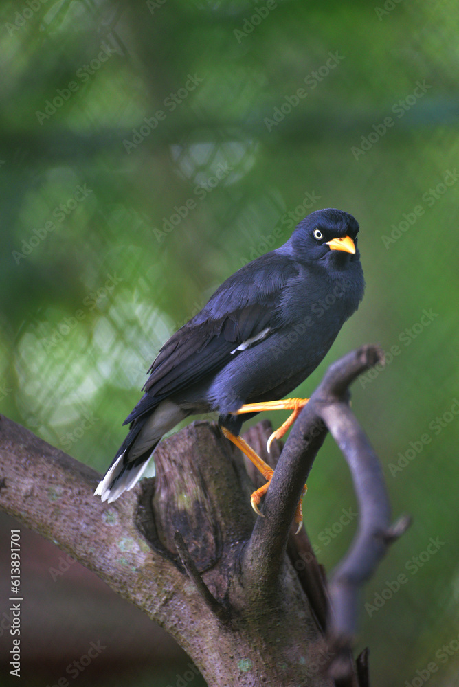 Fototapeta premium Acridotheres javanicus, The Javan myna, also known as the white vented myna, is a species of myna and a member of the starling family.