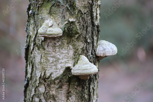 Polypore fungus on a birch tree, Sobieszewo Island, Poland