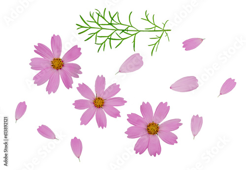 Kosmeya flowers isolated on a white background, clipping path, top view