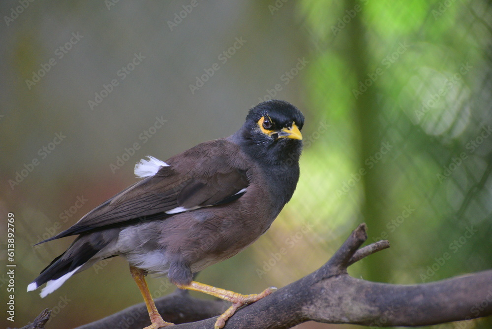 The common myna or Indian myna, Acridotheres tristis, sometimes spelled mynah, is a member of the family Sturnidae, starlings and mynas native to Asia The common myna or Indian myna, Acridotheres tristis, sometimes spelled mynah, is a member of the family Sturnidae, starlings and mynas native to Asia