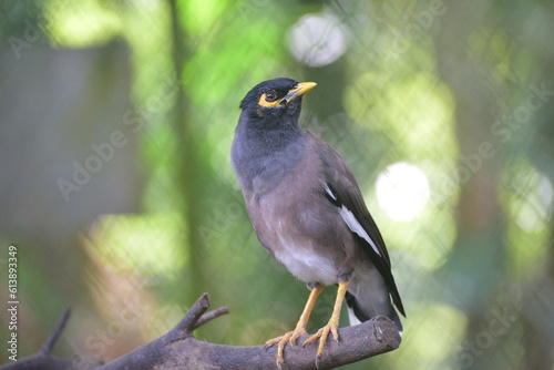 The common myna or Indian myna, Acridotheres tristis, sometimes spelled mynah, is a member of the family Sturnidae, starlings and mynas native to Asia © Eko