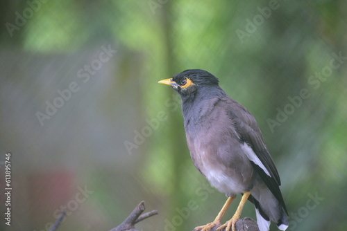 The common myna or Indian myna, Acridotheres tristis, sometimes spelled mynah, is a member of the family Sturnidae, starlings and mynas native to Asia