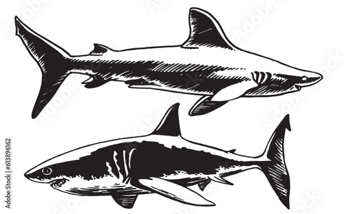 Graphical set of sharks isolated on white, great white sharks. Vector illustration