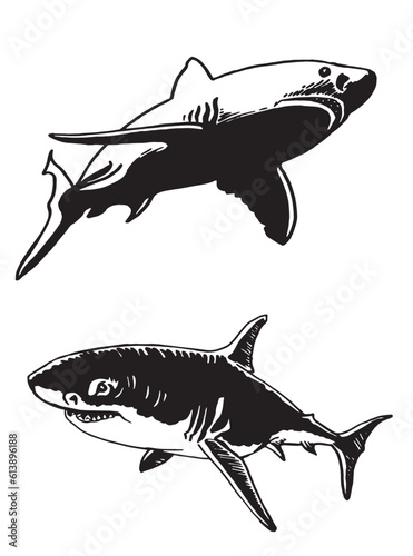 Graphical set of sharks isolated on white, great white sharks. Vector illustration