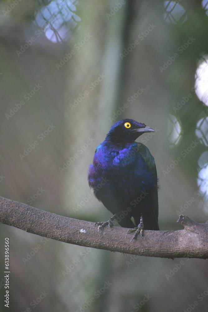 The greater blue eared starling or greater blue eared glossy starling, Lamprotornis chalybaeus perching on branch The greater blue eared starling or greater blue eared glossy starling, Lamprotornis chalybaeus perching on branch