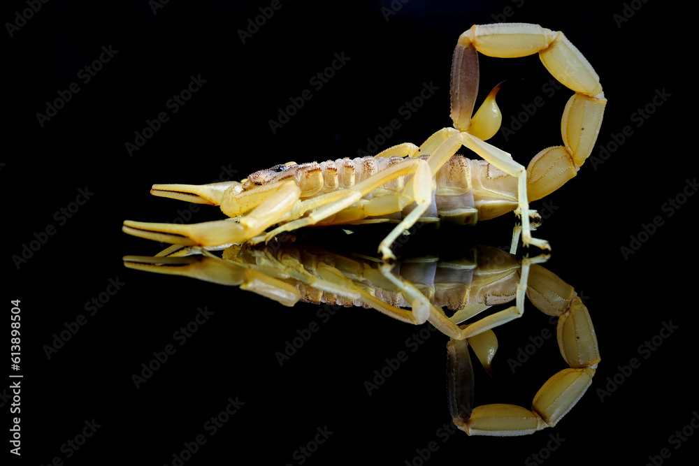 Fototapeta premium Deathstalker and the reflection on black background