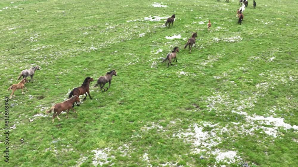 Epic Aerial Over Large Herd Of Wild Horses Running Galloping In Wild Nature Slow Motion Through Meadow Golden Hour Horse Breeding Ecology Exploration Power and Endurance Concept 4K Epic Aerial Over Large Herd Of Wild Horses Running Galloping In Wild Nature Slow Motion Through Meadow Golden Hour Horse Breeding Ecology Exploration Power and Endurance Concept 4K