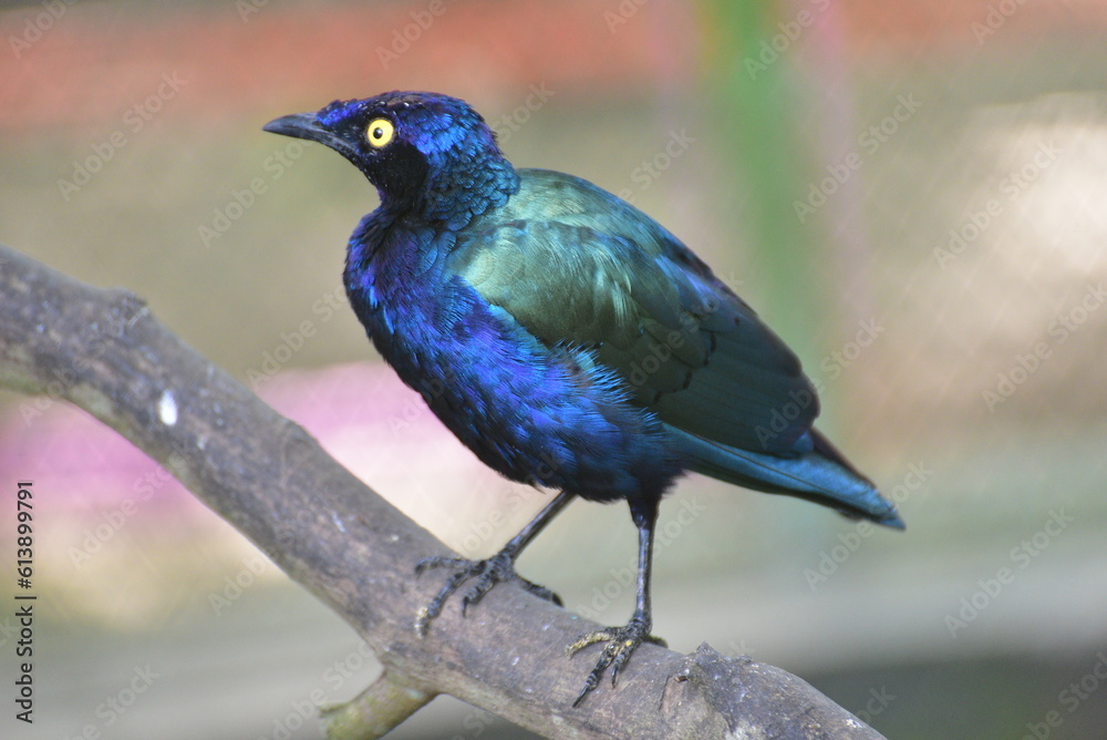 Obraz premium The greater blue eared starling or greater blue eared glossy starling, Lamprotornis chalybaeus perching on branch