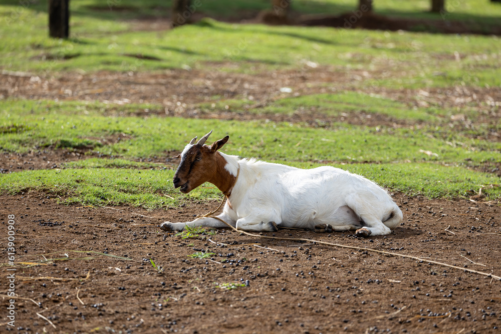 goat on the floor in a farm