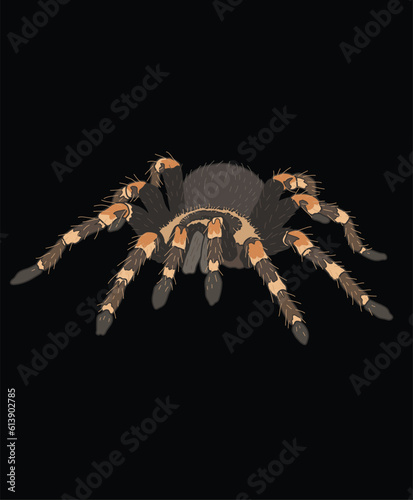 Tarantula Spider Front View Illustration