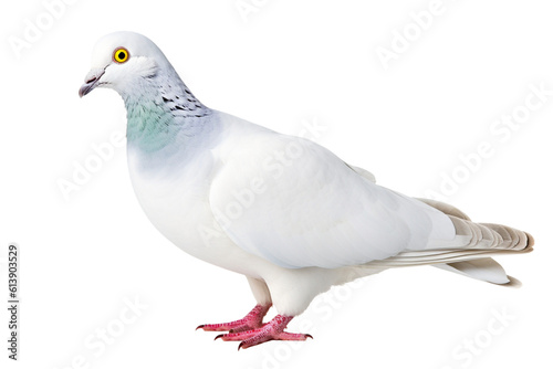 Ethereal Elegance: A Majestic White Pigeon Soaring with the Ukrainian Flag