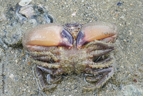 Maroon stone crab Stone crabs on Singapore shores          