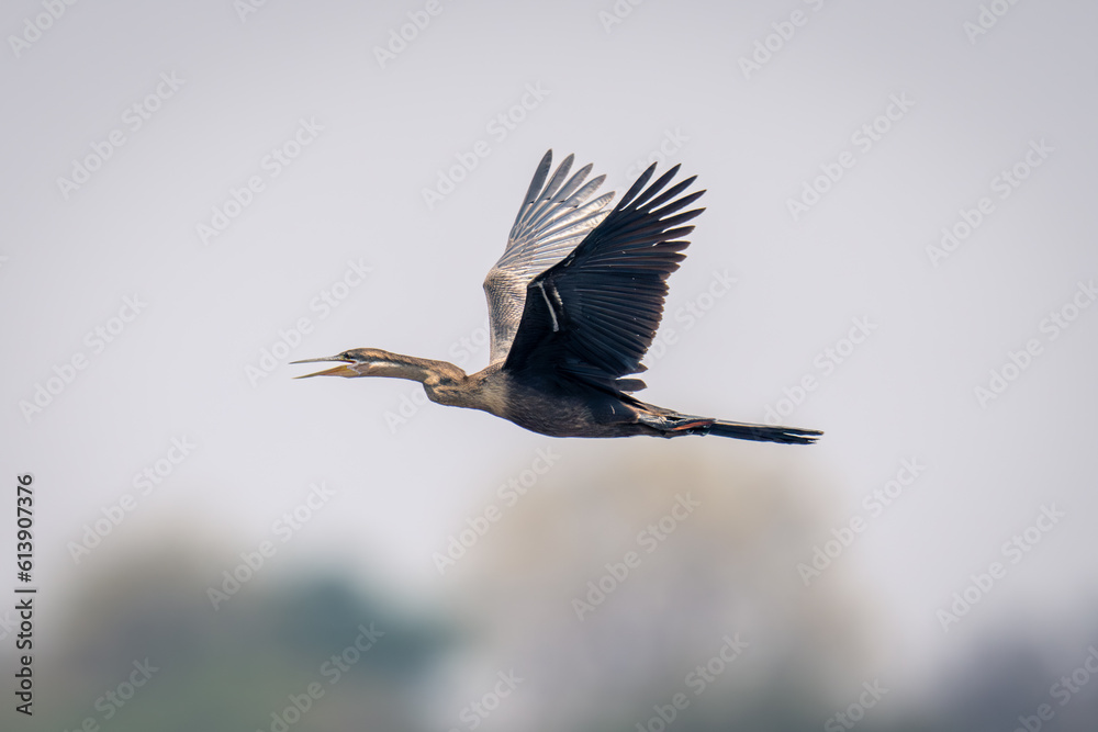 Fototapeta premium African darter flies opening beak wings raised