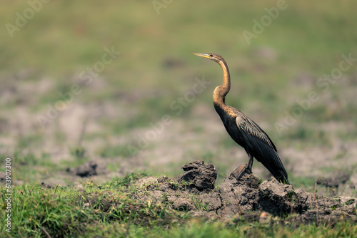 Принти на полотні African darter on muddy bank  in profile