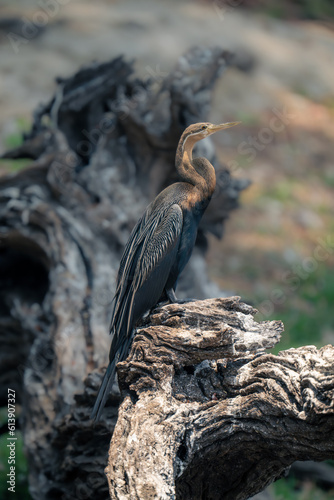 African darter on log stained with guano