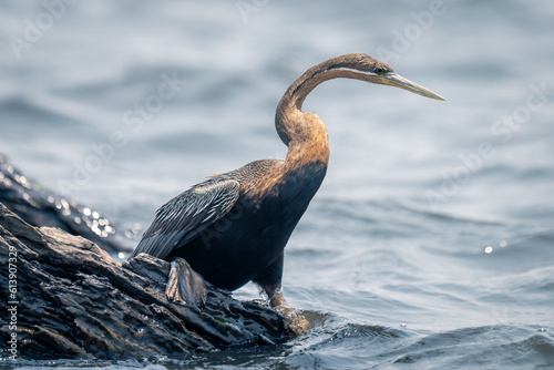 African darter on wet log in river