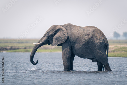 African elephant standing drinking in shallow river