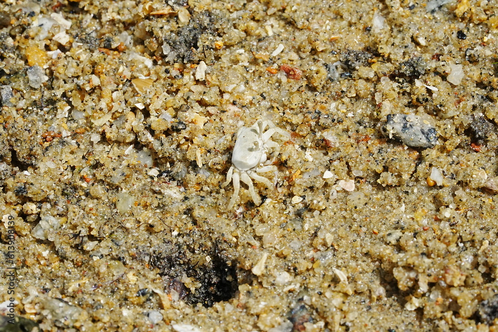 The Atlantic ghost crab, known scientifically as Ocypode quadrata, is a small to medium-sized species of crab found along the Atlantic coastlines of North and South America. |大西洋幽靈蟹 The Atlantic ghost crab, known scientifically as Ocypode quadrata, is a small to medium-sized species of crab found along the Atlantic coastlines of North and South America. |大西洋幽靈蟹