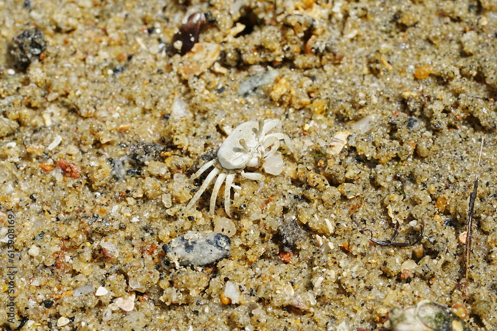 The Atlantic ghost crab, known scientifically as Ocypode quadrata, is a small to medium-sized species of crab found along the Atlantic coastlines of North and South America. |大西洋幽靈蟹 The Atlantic ghost crab, known scientifically as Ocypode quadrata, is a small to medium-sized species of crab found along the Atlantic coastlines of North and South America. |大西洋幽靈蟹