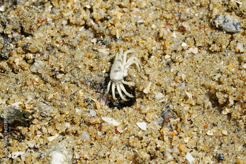 The Atlantic ghost crab  known scientifically as Ocypode quadrata  is a small to medium-sized species of crab found along the Atlantic coastlines of North and South America.                    