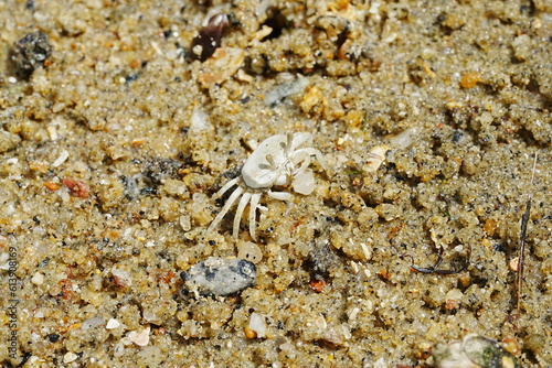 The Atlantic ghost crab  known scientifically as Ocypode quadrata  is a small to medium-sized species of crab found along the Atlantic coastlines of North and South America.                    