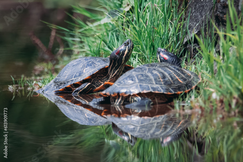 A couple of red-eared slider turtles are basking in the sun near the green grasses. 
